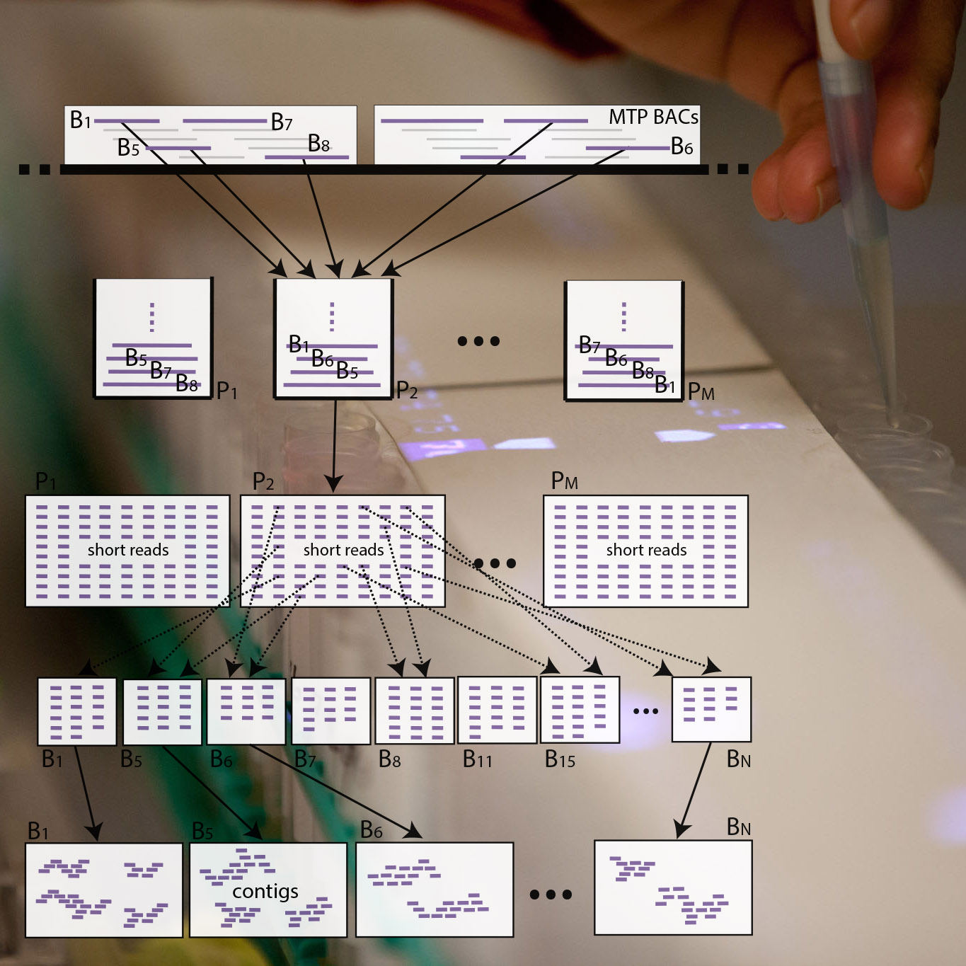 Selective Sequencing Through Combinatorial Pooling eXtension